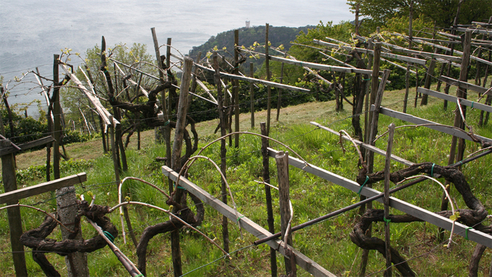 vineyards